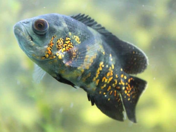 oscar aquarium fish on blurry background