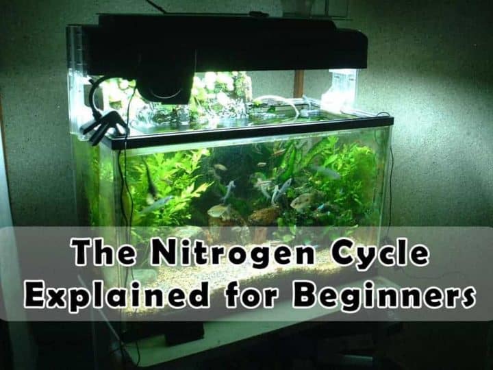 nitrogen cycle explained for beginners
