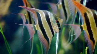 group of freshwater angelfish in aquarium