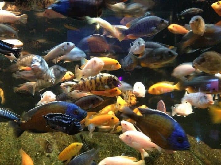 crowded cichlid aquarium with many aquarium fish together