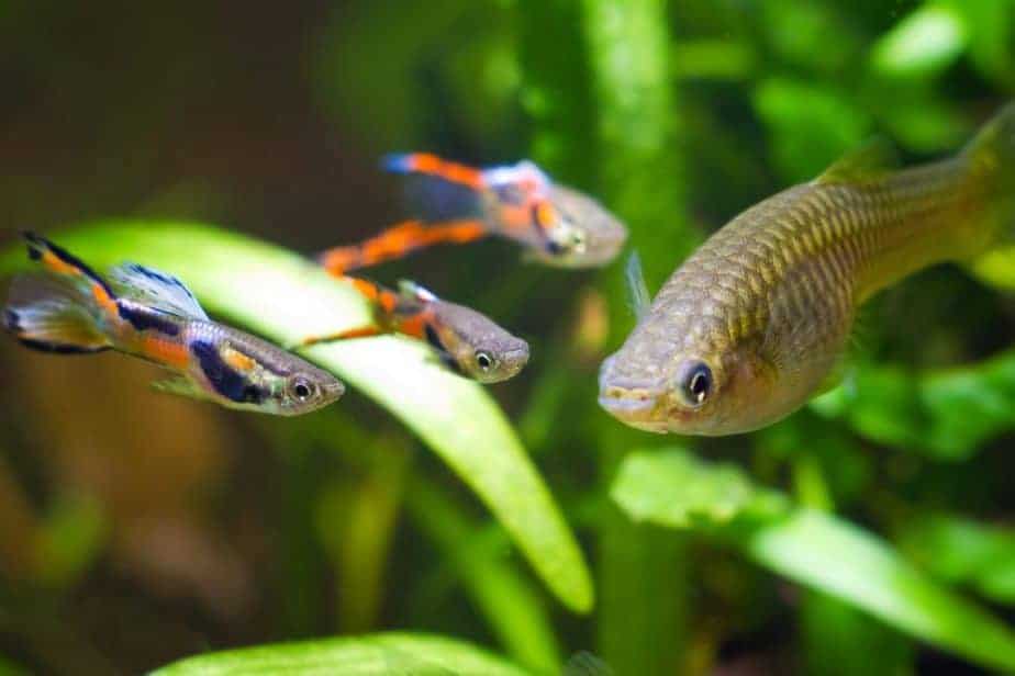 Guppy endler, Poecilia wingei, freshwater aquarium fish, males in spawning coloration and female, courtship, biotope aquarium, closeup nature photo