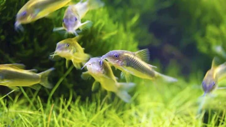 School of Bronze corydoras swimming in aquarium tank,Corydoras aeneus