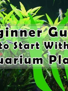 beginner guide to start with aquarium plants