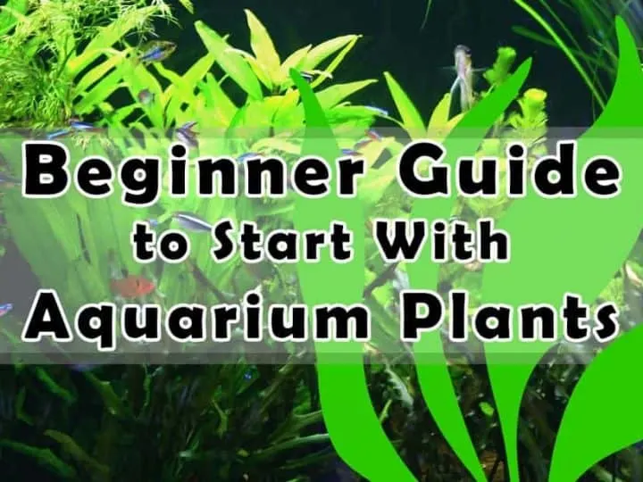 beginner guide to start with aquarium plants