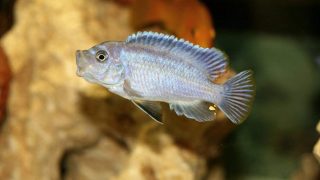 single cichlid aquarium fish on blurry background in fish tank
