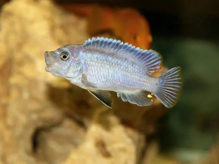 single cichlid aquarium fish on blurry background in fish tank