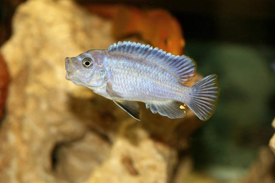 Can Cichlids Live Alone or is that Cruel? The Answer