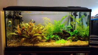 80 cm wide aquarium with live plants and gravel substrate