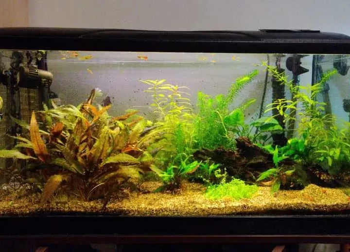 80 cm wide aquarium with live plants and gravel substrate
