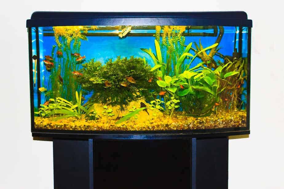 How Much Does An Aquarium Weight | Sizes and Placement
