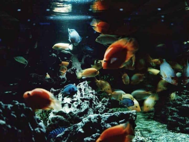 dark photograph of cichlid aquarium containing parrot fish and rocks