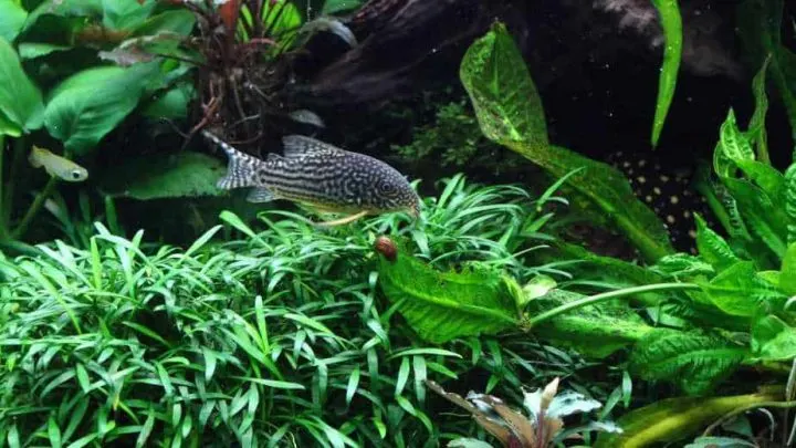 closeup of sterbai corydoras in densily planted aquarium with live plants