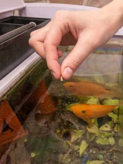Feeding aquarium fish with dry large food