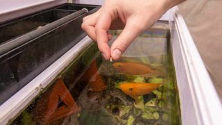 Feeding aquarium fish with dry large food