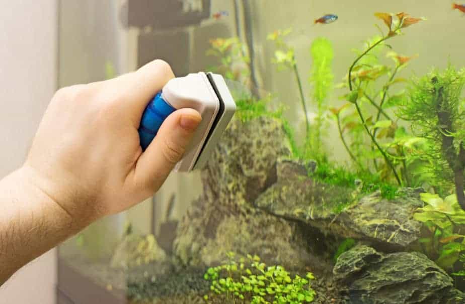 hand cleaning aquarium using magnetic cleaner.