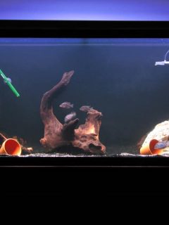 aquarium with black background and two pieces of driftwood