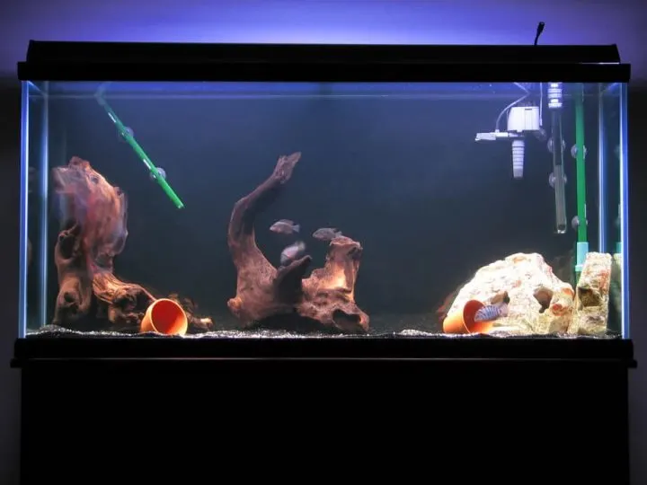 aquarium with black background and two pieces of driftwood
