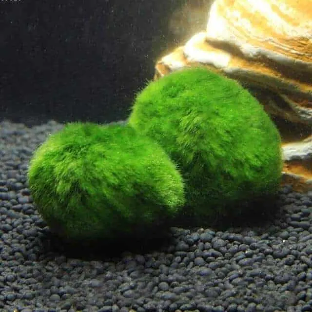Best Aquarium plants for betta fish - moss balls