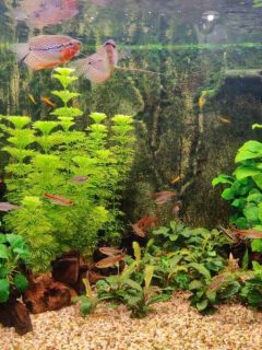 planted community aquarium with school of tetra fish and a pair of pearl gouramis