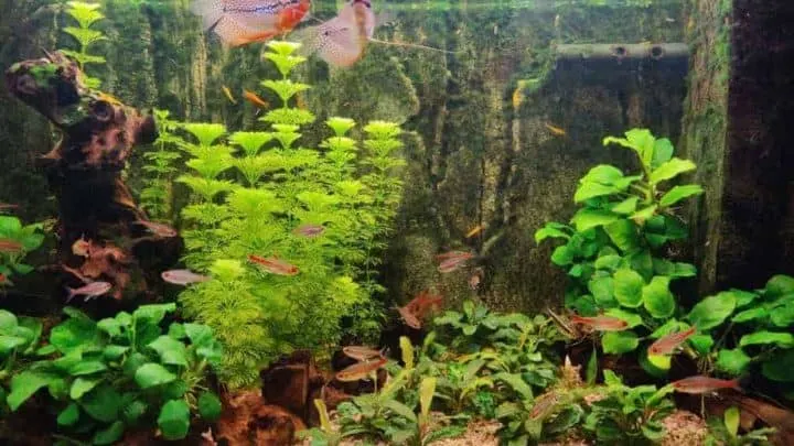 planted community aquarium with school of tetra fish and a pair of pearl gouramis