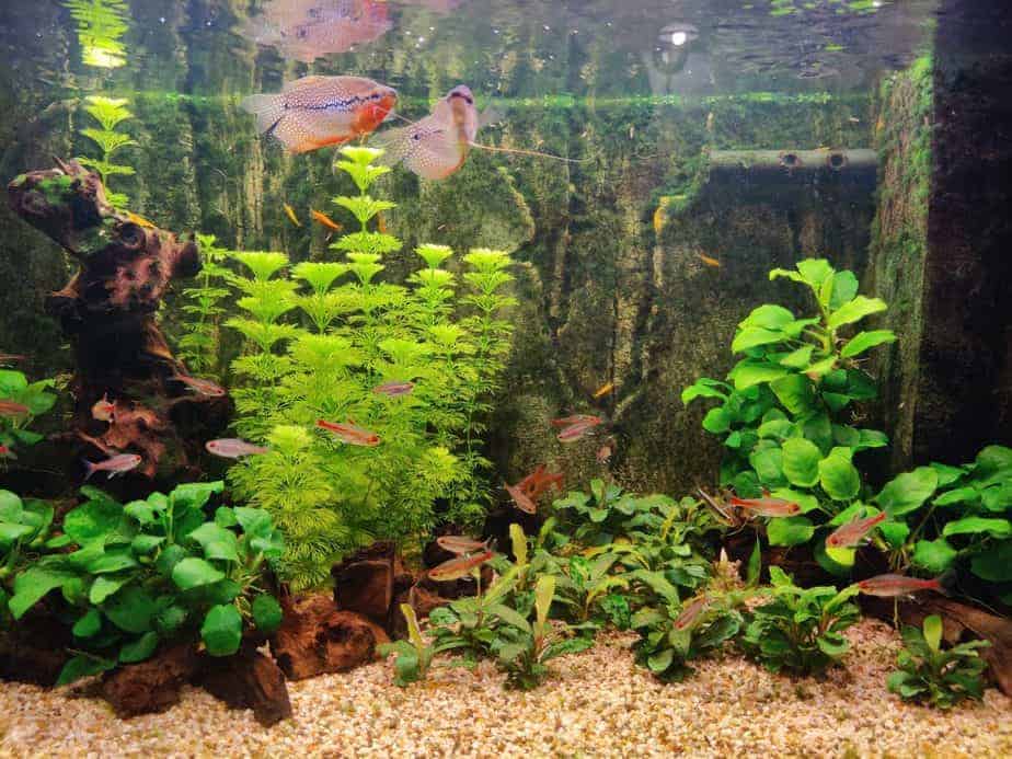 10 Aquarium Plants That Grow Fast | Mandatory Weekly Trims