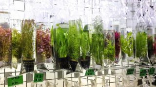 aquarium plants in plastic bags being displayed for selling in a store