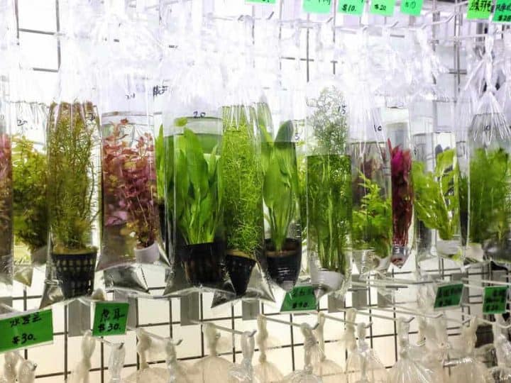aquarium plants in plastic bags being displayed for selling in a store