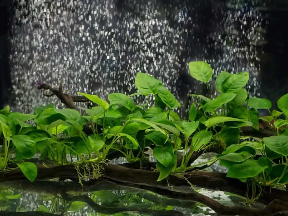 Anubias barteri aquarium plants