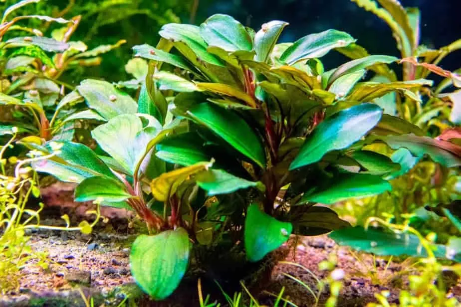 bucephalandra plant in aquarium 