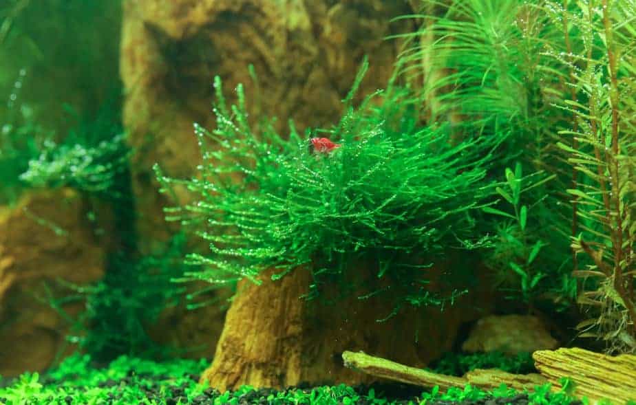 java moss in aquarium with a red cherry shrimp