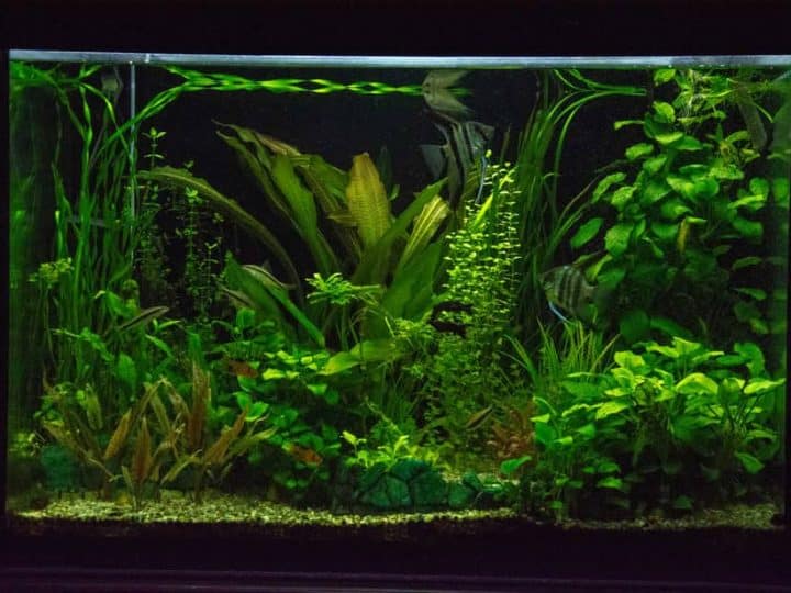 Dutch aquascaping style focuses primarily on the growth and arrangement of aquatic plant