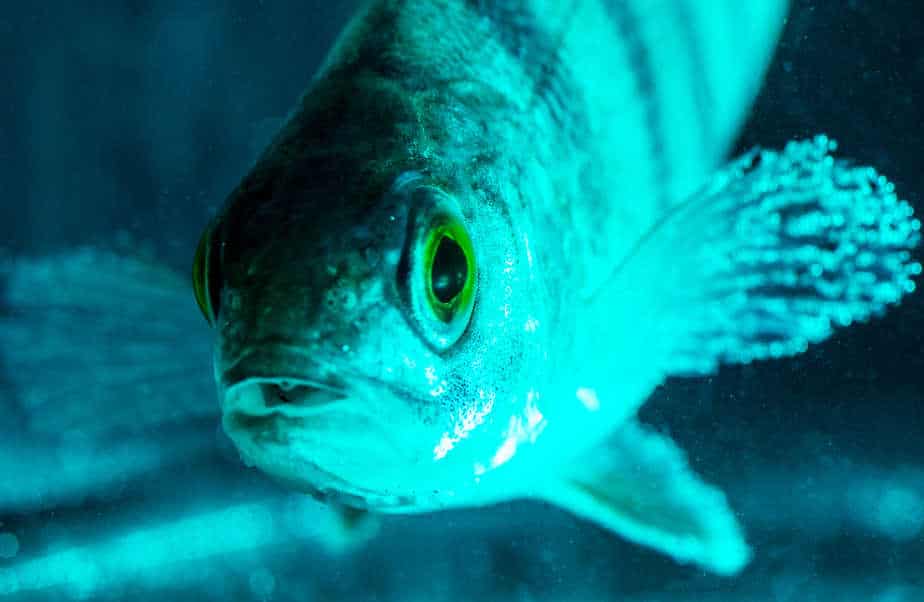 Do Aquarium Fish Need Light or Can They Thrive Without It