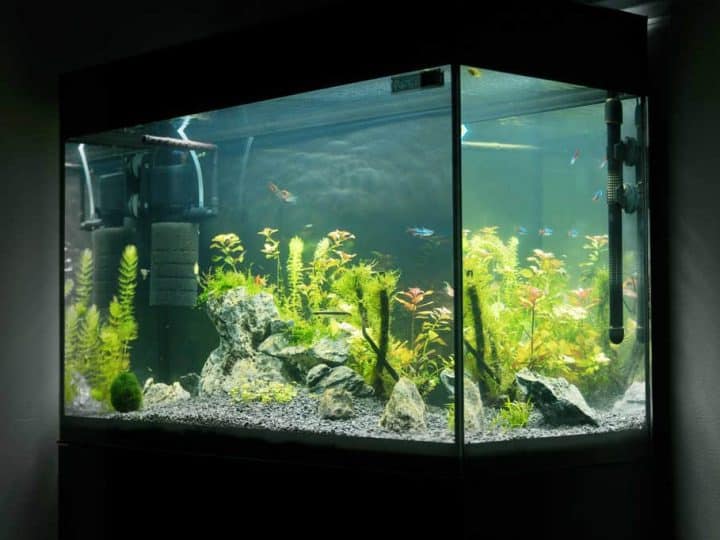 Beautiful planted tropical freshwater aquarium with fishes. Aquascape