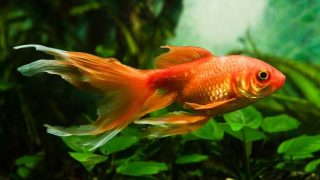 Curious and human friendly goldfish pet, artificial aqua trade breed of wild Carassius auratus carp