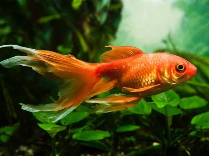 Curious and human friendly goldfish pet, artificial aqua trade breed of wild Carassius auratus carp