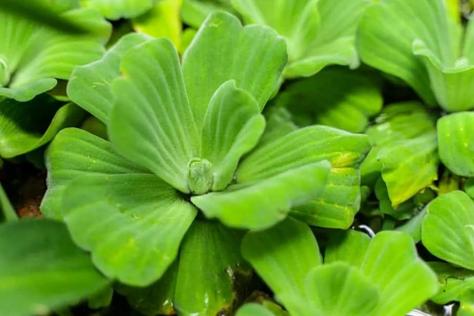 Best Plants for Guppies - Water Lettuce