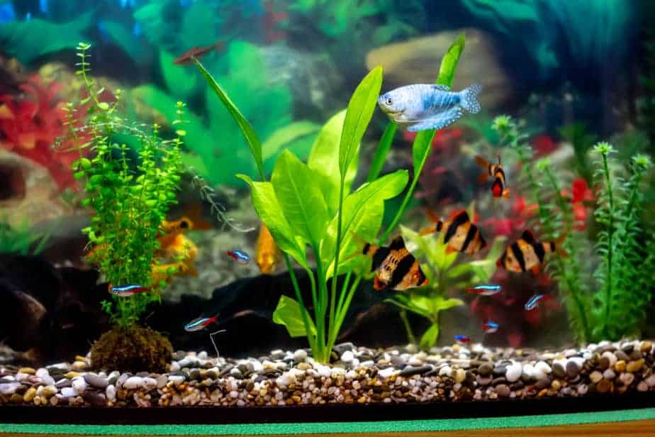 10 Best Aquarium Plants for Goldfish That Will Survive