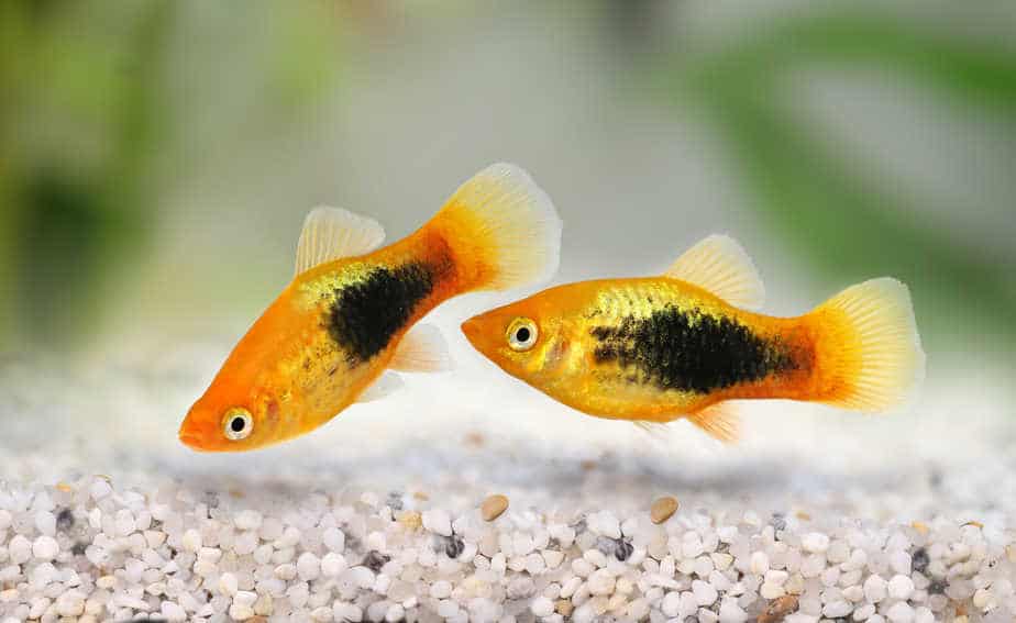 8 Aquarium Fish That Give Live Birth (Freshwater Aquarium)