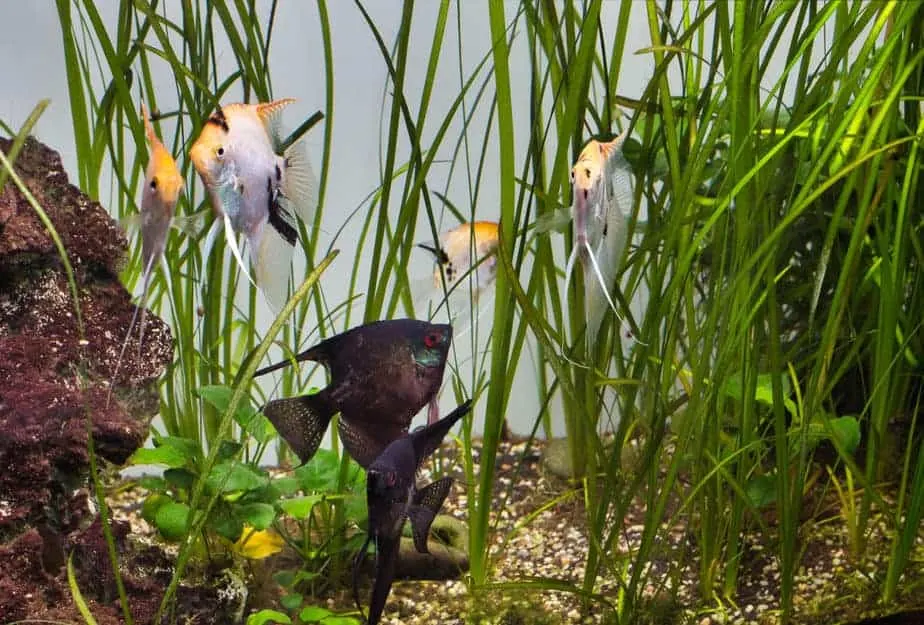 vallisneria in aquarium with a group of angelfish in between the long leaves