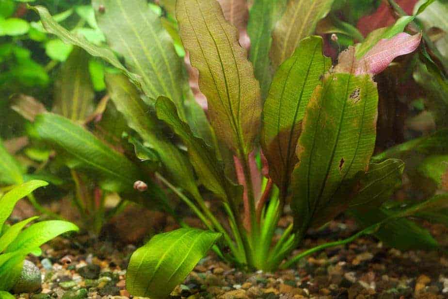 Best Aquarium plants for betta fish - Amazon Sword