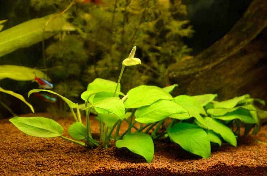 3 Aponogeton Wonder Plants Easy Aquarium aquascaping planted tank