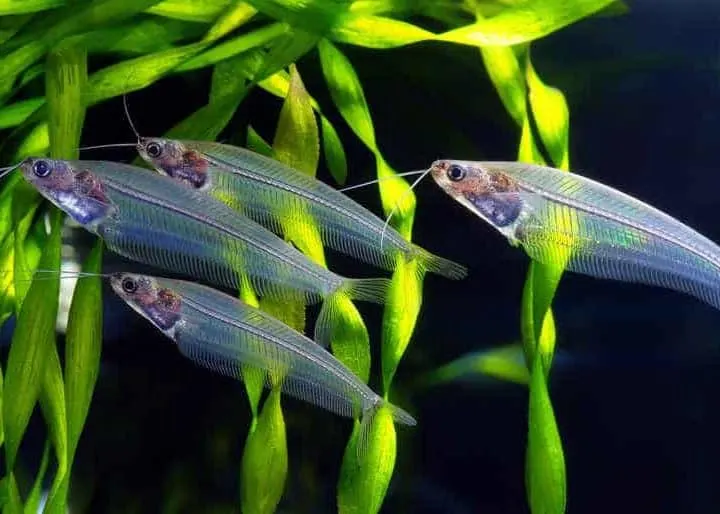Flock of glass catfish in aquarium
