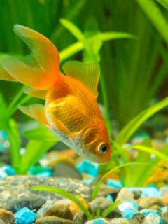 View of a goldfish in a home freshwater aquarium