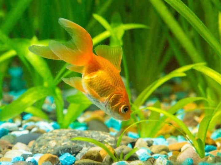 View of a goldfish in a home freshwater aquarium