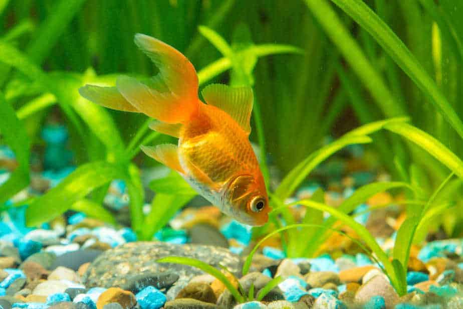 How Long Can Goldfish Go Without Food In Your Tank Or Pond