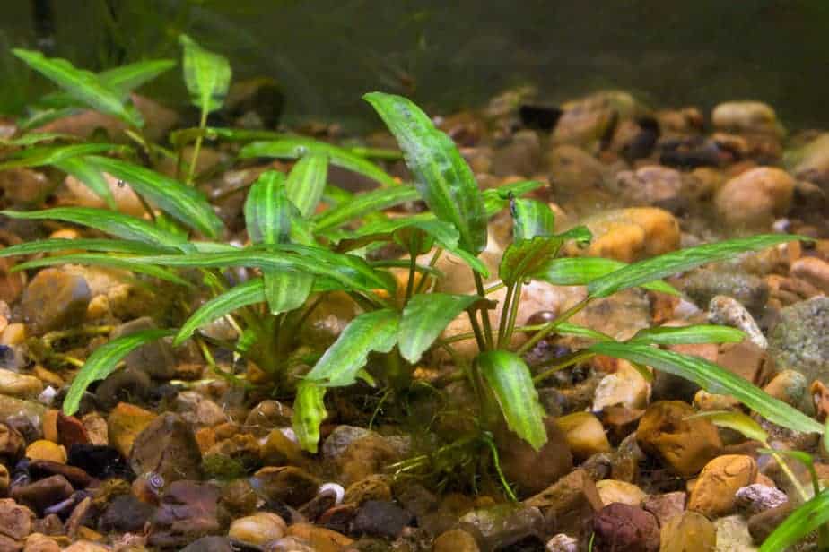 cryptocoryne plant in gravel substrate