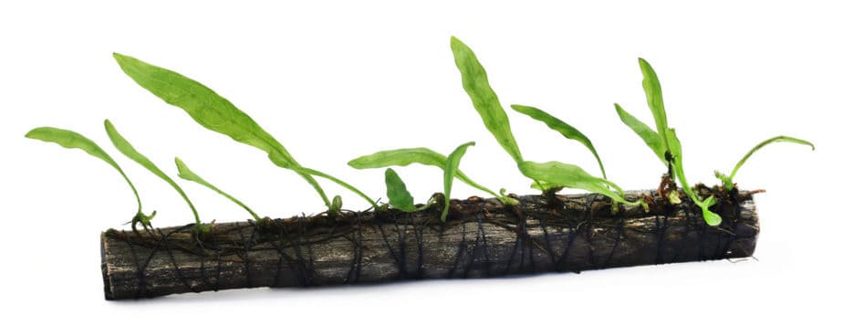 Java fern tied in bogwood over white background