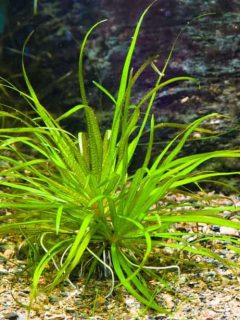 blyxa japonica aquarium plant in substrate