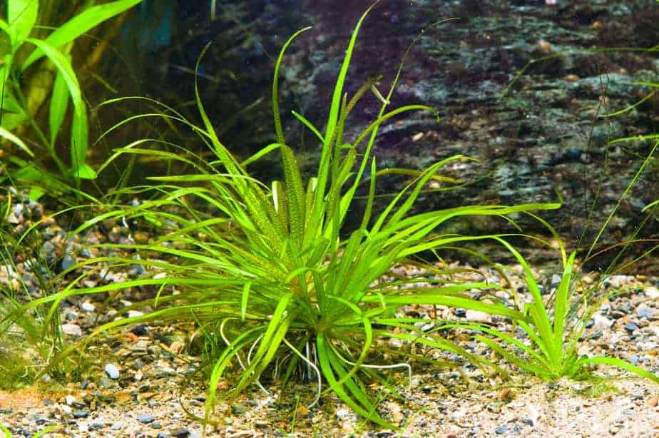 blyxa japonica aquarium plant in substrate