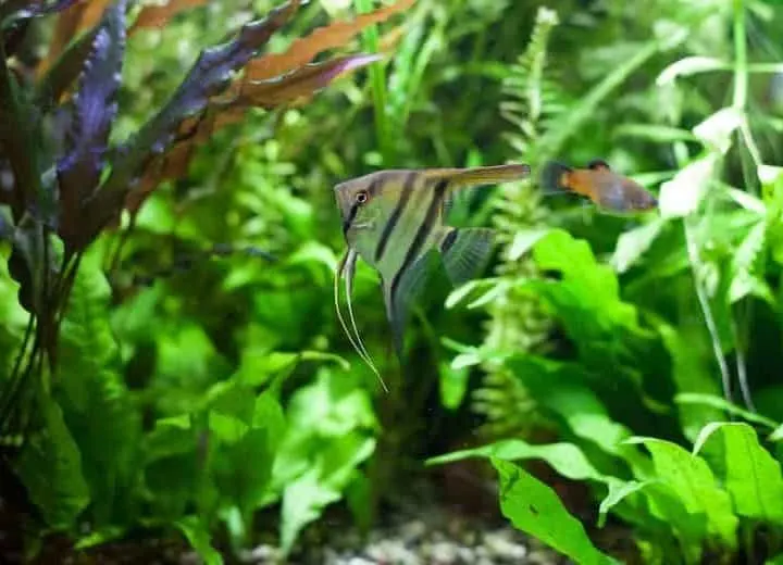 Angelfish swimming with platies in heavily planted community tropical aquarium.
